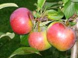 Õunapuu Malus domestica 'Cortland'